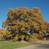 Bur Oak #3 - Image 2